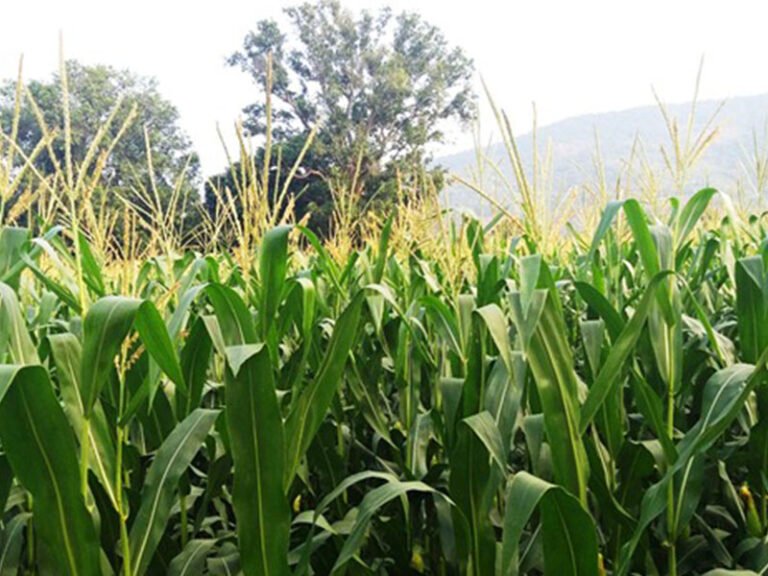 agri-plantation-768x576