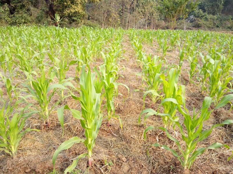 agriculture-loan-osf